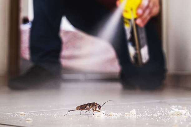 Flea Control Services in Ramona, CA