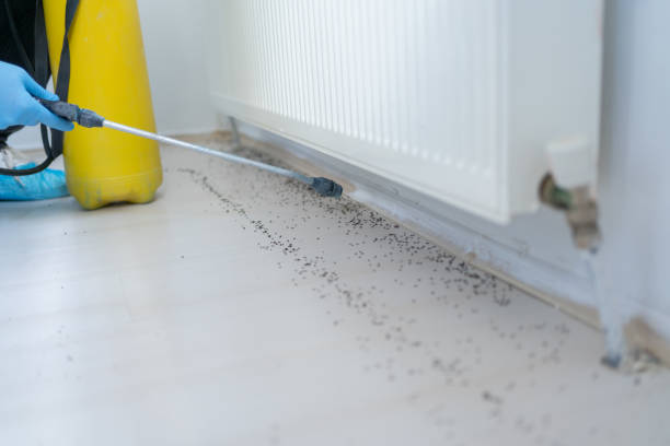 Best Termite Control Services  in Ramona, CA